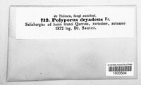 Pseudoinonotus dryadeus image
